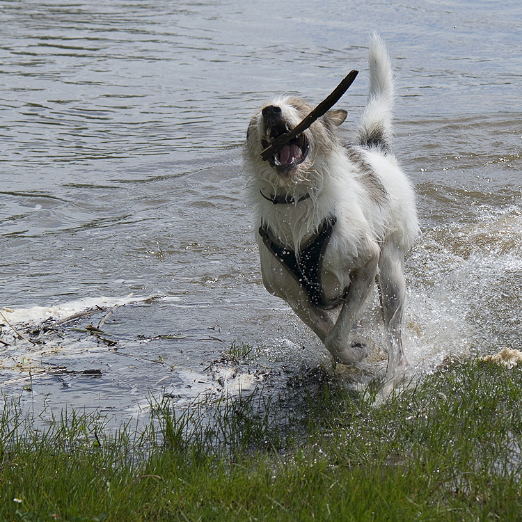 Tour Loire 05 - 201520150504_05044981 als Smartobjekt-1 Kopie.jpg - .....und flitzt am Flussufer hin und her